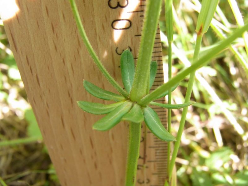 Datei:Wiesenlabkraut, Stengel und Blatt.JPG