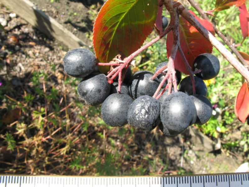 Datei:Apfelbeere, Fruechte.JPG