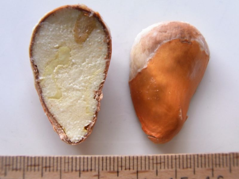 Datei:Durian Tap Tim, Kern.JPG