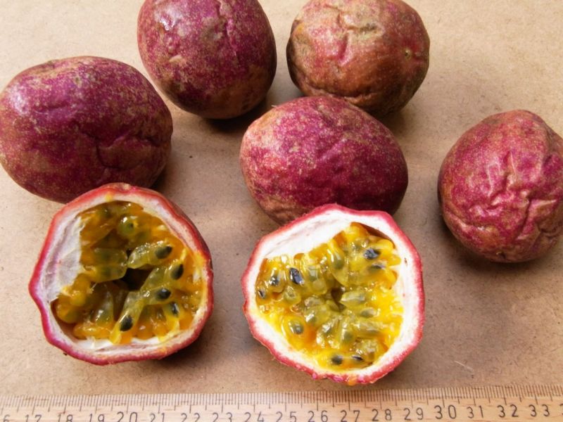 Datei:Passionsfrucht.JPG