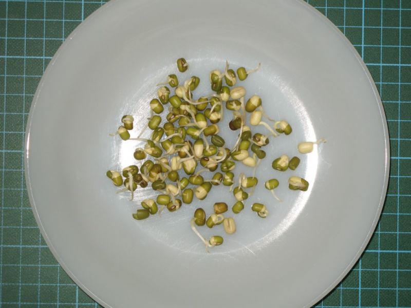 Datei:Mungbohne, Keimlinge.JPG