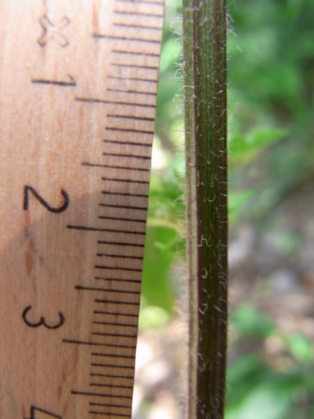 Datei:Rainkohl, Stengel.JPG