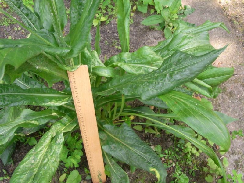 Datei:Garten-Schwarzwurzel, Blatt.JPG