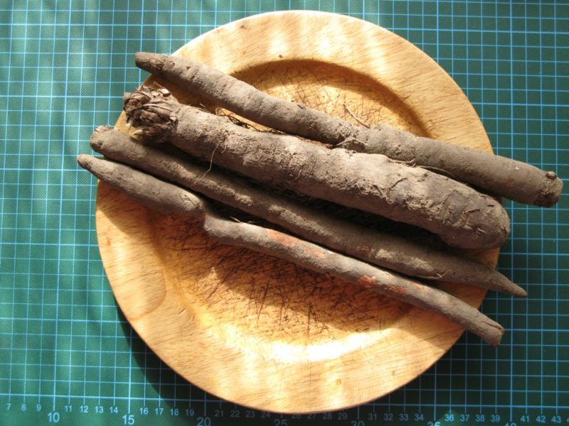 Datei:Garten-Schwarzwurzel, Wurzel.JPG