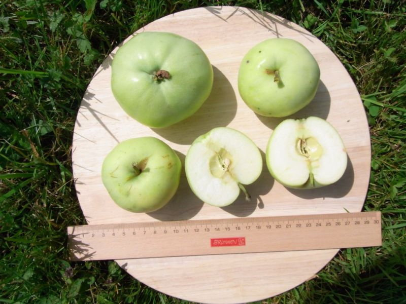 Datei:Klarapfel.JPG