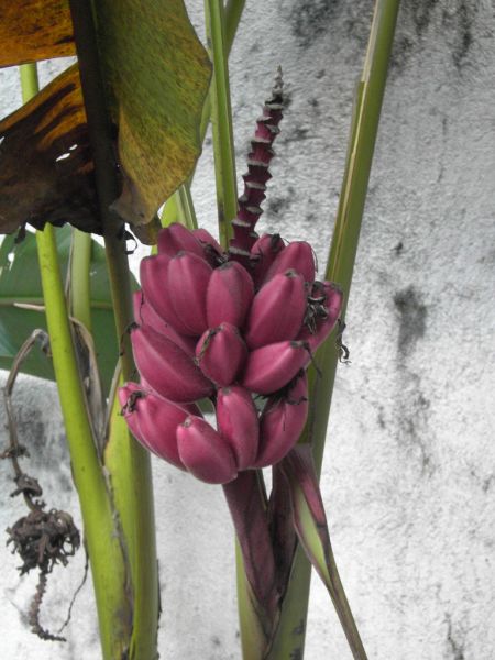 Datei:Banane, wild.JPG