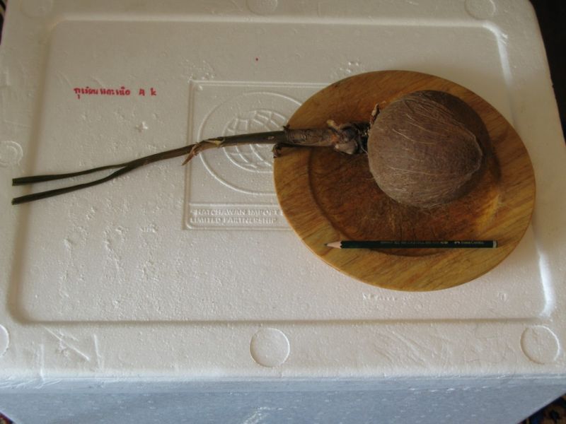 Datei:Kokosnuss, gekeimt.JPG