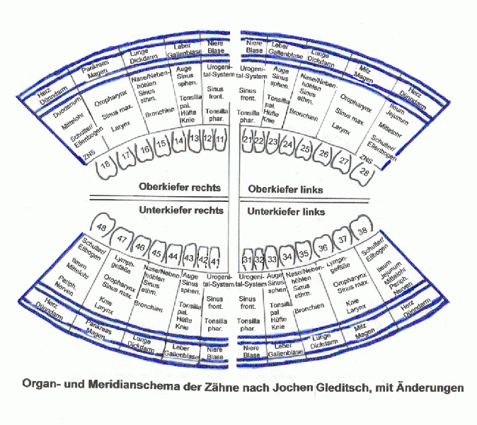 Datei:Organ- und Meridianschema der Zaehne.gif