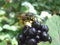 Vorschaubild der Version vom 14:46, 28. Aug. 2011