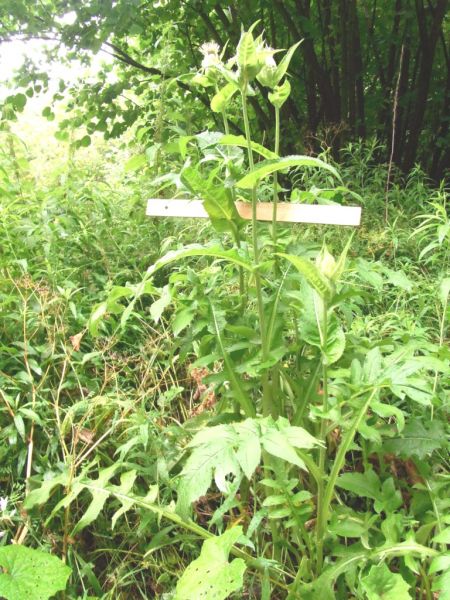 Datei:Kohl-Kratzdistel.JPG
