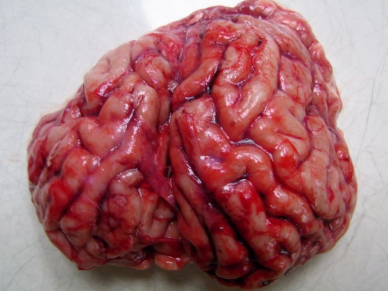 Datei:Wildschwein, Hirn.JPG