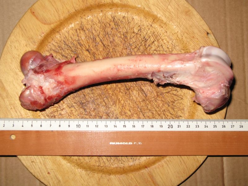 Datei:Wildschwein, Schenkelknochen.JPG