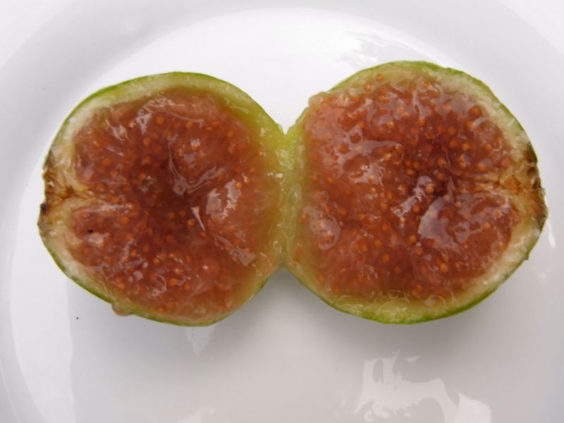 Datei:Feige, aufgetaut.JPG