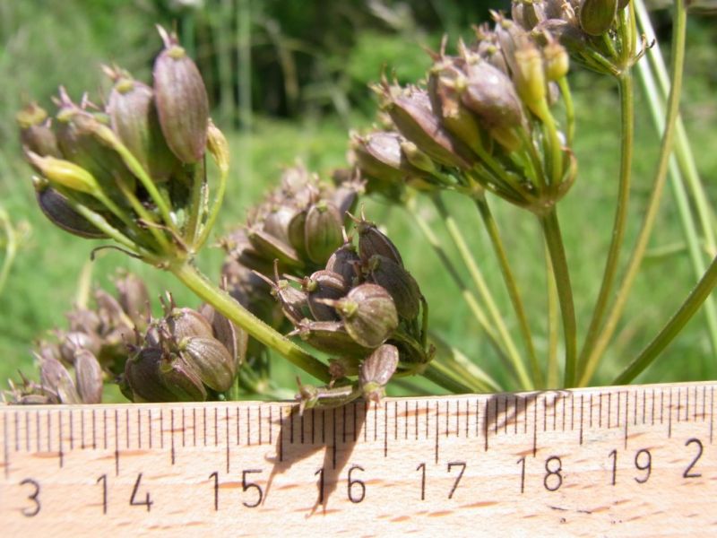 Datei:Wiesenbaerenklau, Samen.JPG