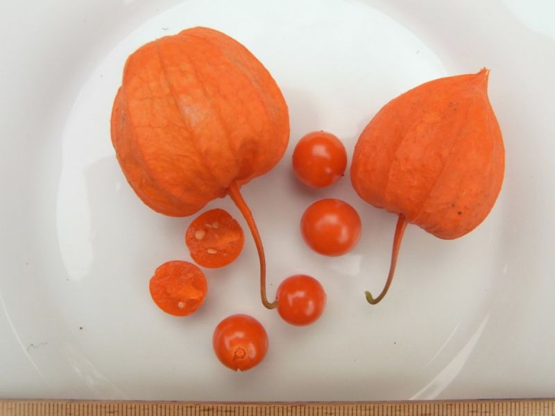 Datei:Lampionblume, Kelch und Beere.JPG