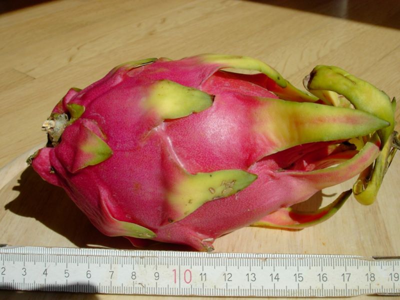 Datei:Drachenfrucht, rot.JPG