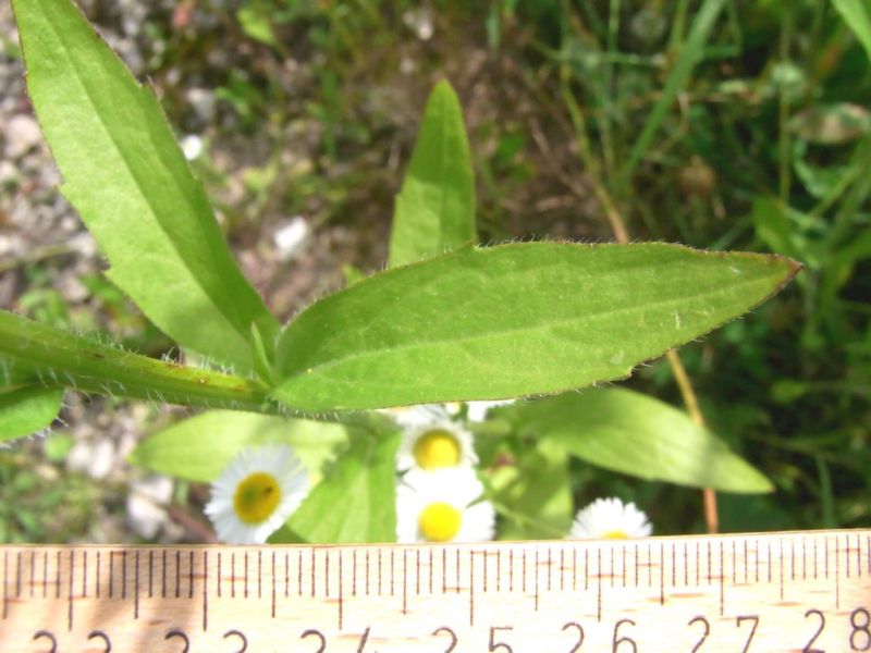 Datei:Berufkraut, einjaehriges, Stengel und Blatt.JPG