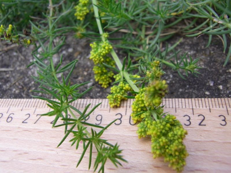 Datei:Labkraut, echtes, Bluete und Blatt.JPG