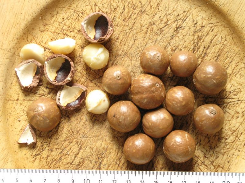 Datei:Macadamianuesse.JPG