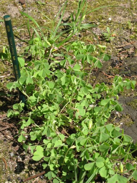 Datei:Aufrechter Sauerklee.JPG