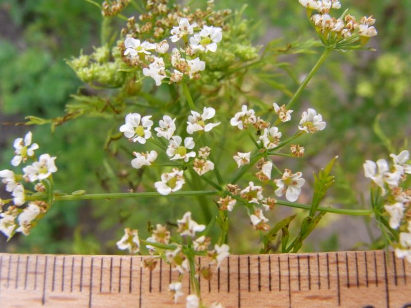 Datei:Knolliger Kaelberkropf, Bluetenstand.JPG