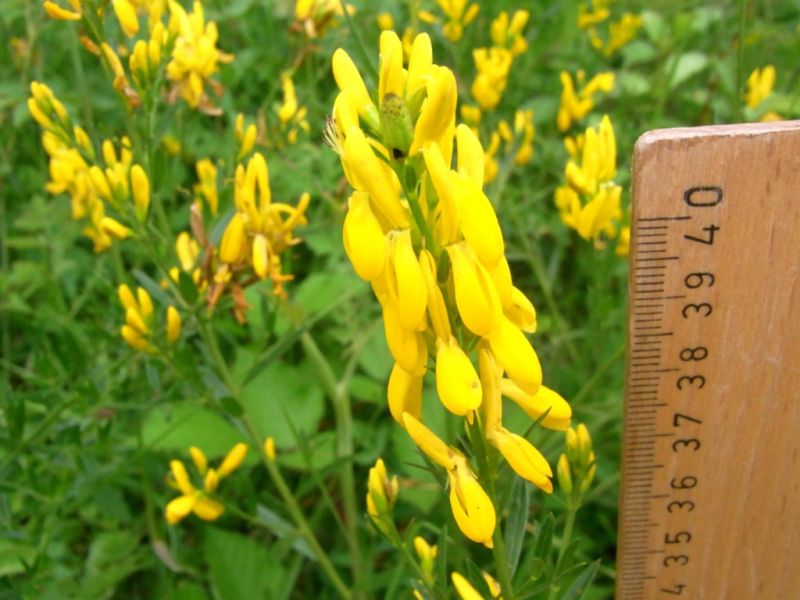 Datei:Faerber-Ginster, Bluetenstand.JPG