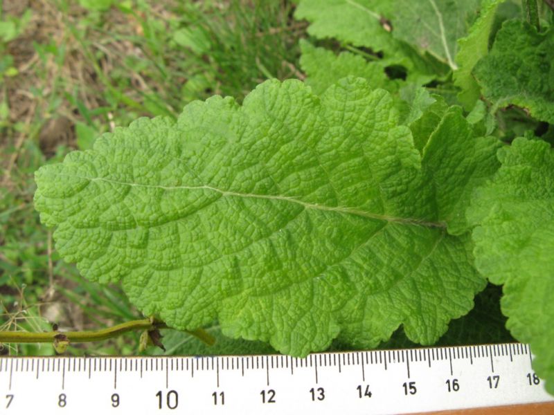Datei:Wiesensalbei, Blatt.JPG