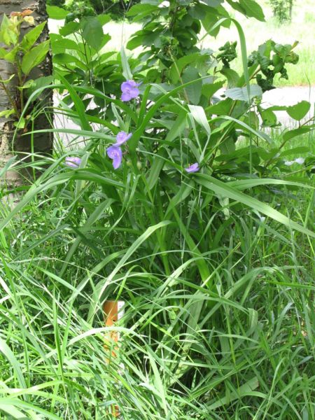 Datei:Dreimasterblume.JPG