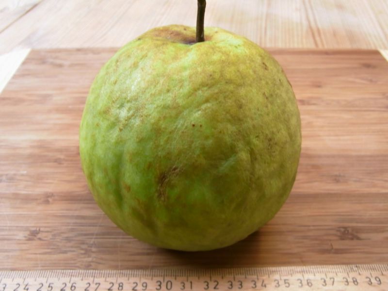 Datei:Guave.JPG