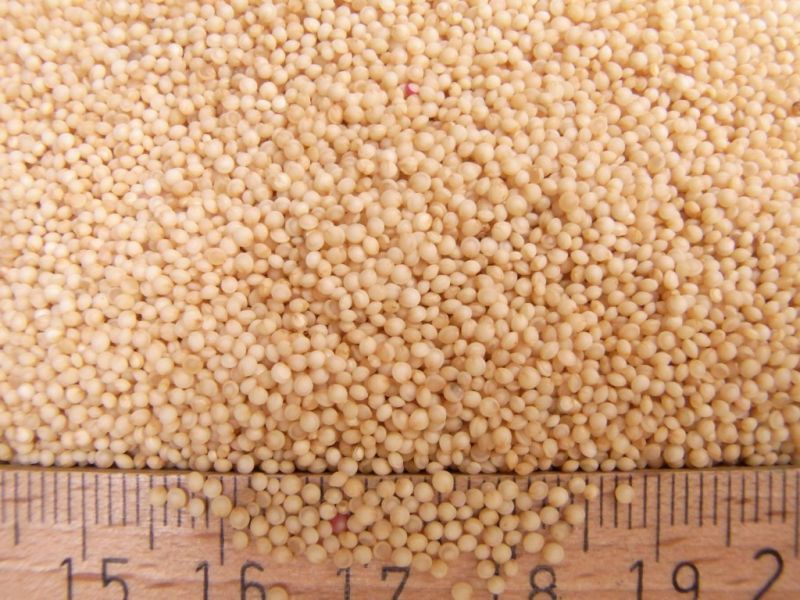 Datei:Amaranth, Samen.JPG