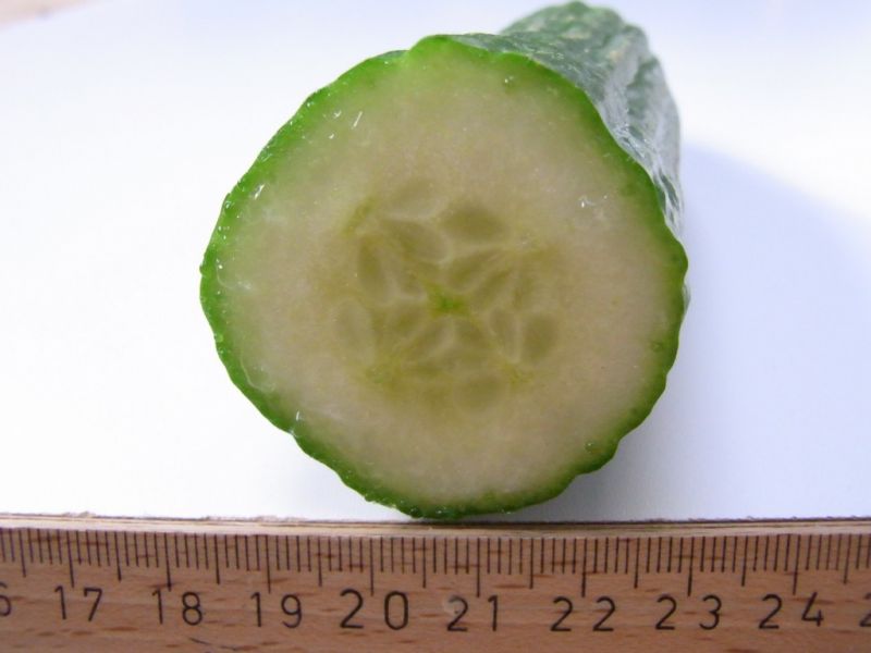 Datei:Schlangengurke, angeschnitten.JPG