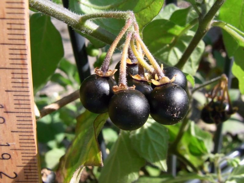 Datei:Schwarzer Nachtschatten, Fruechte.JPG