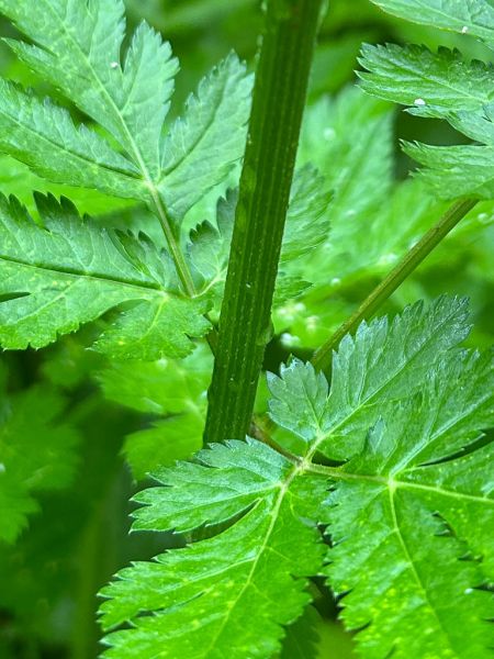 Datei:Behaarter Kaelberkropf Staengel.jpg