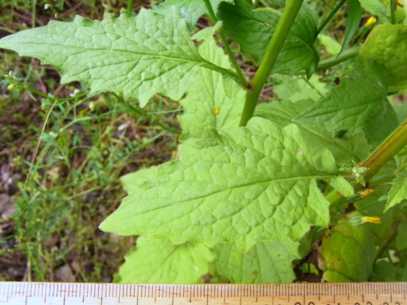 Datei:Rainkohl, Blatt.JPG