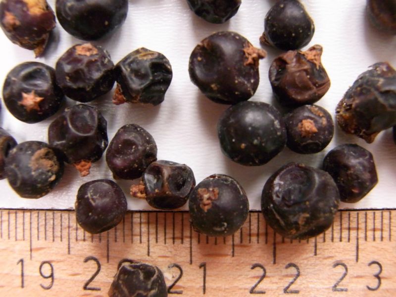 Datei:Wacholderbeeren, getrocknet.JPG