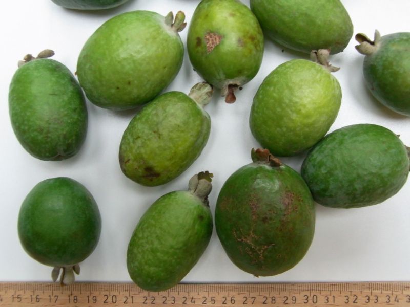 Datei:Feijoa.JPG