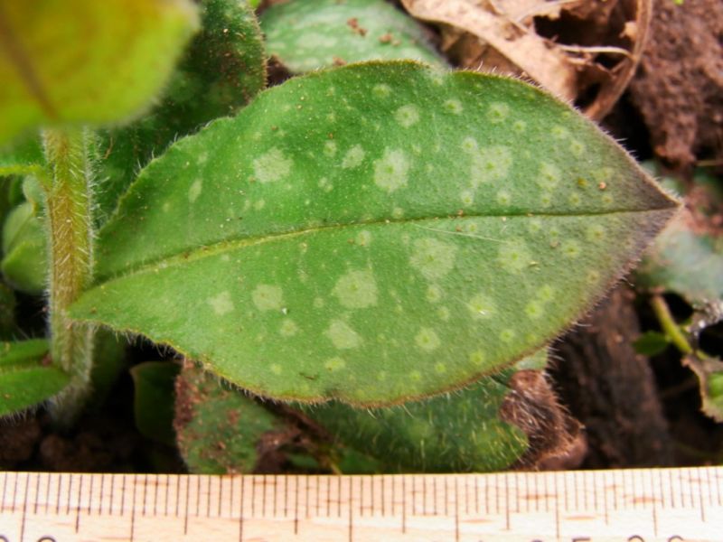 Datei:Lungenkraut, Blatt.JPG