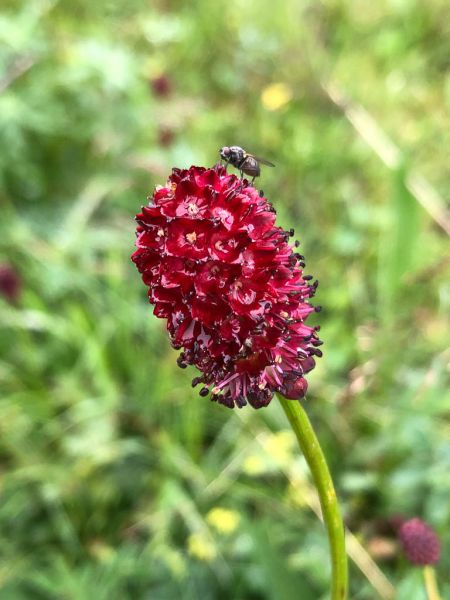 Datei:Grosser Wiesenknopf Bluete.jpg