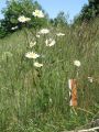 Vorschaubild der Version vom 14:26, 24. Mai 2012