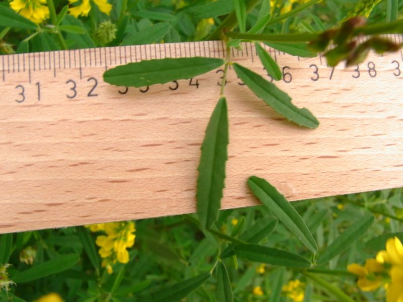 Datei:Steinklee, echter, Blatt.JPG
