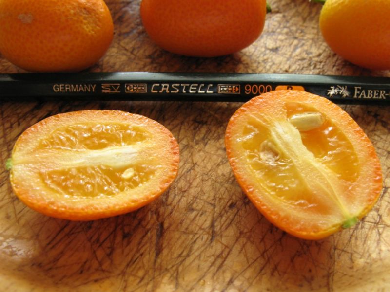 Datei:Kumquat, aufgeschnitten.JPG
