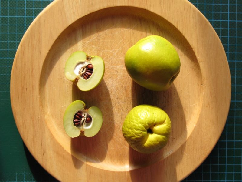 Datei:Quitten.JPG
