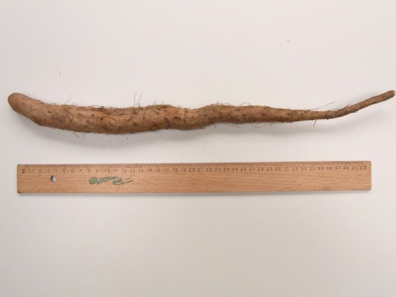 Datei:Lichtwurzel.JPG