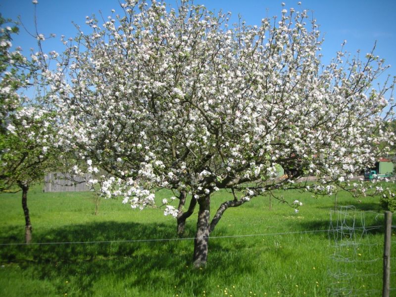 Datei:Apfelbaum, bluehend.jpg
