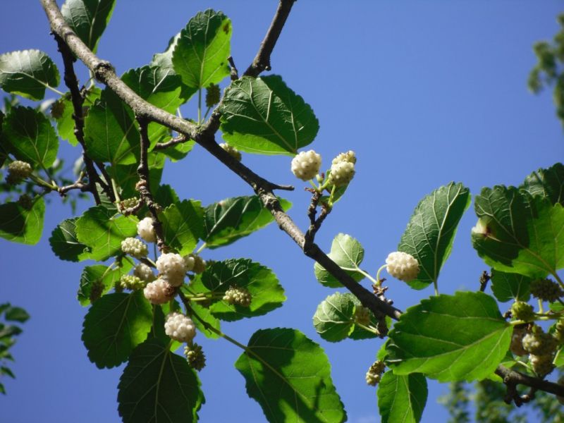 Datei:Maulbeere, weisse.JPG