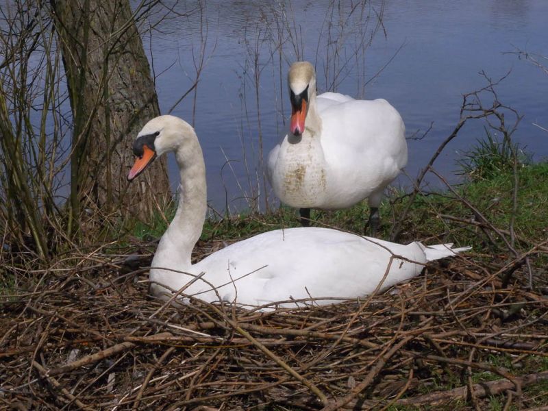 Datei:Schwaene bruetend.jpg