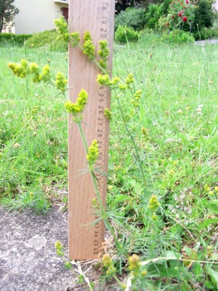 Datei:Labkraut, echtes.JPG