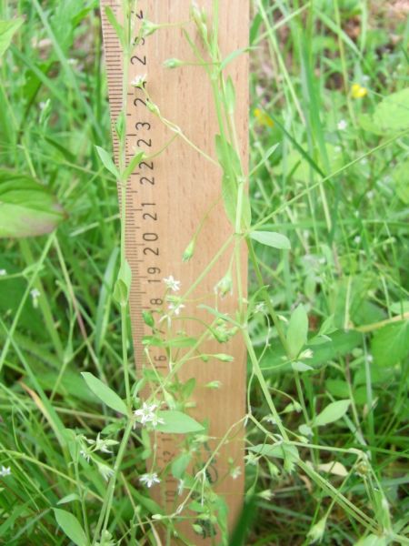 Datei:Quell-Sternmiere.JPG