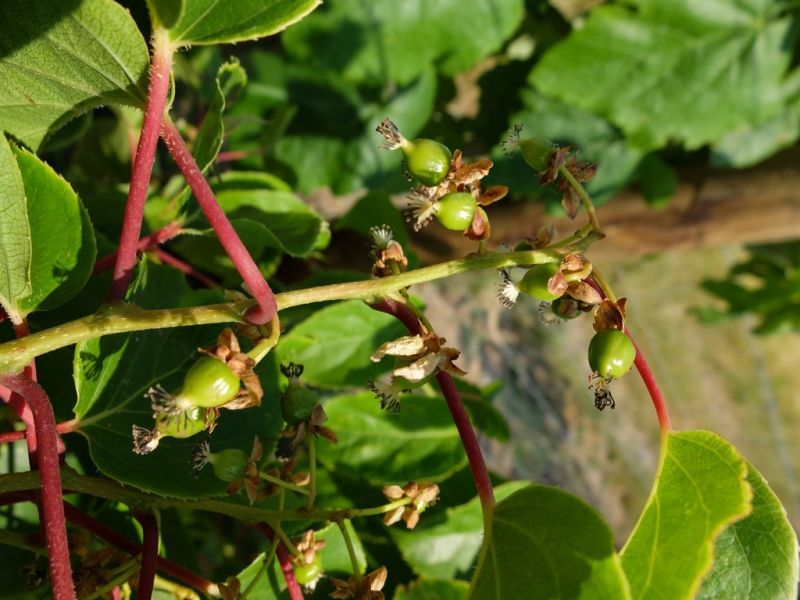 Datei:Kiwai, Fruchtansatz.JPG