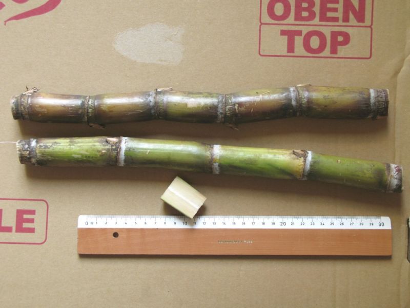 Datei:Zuckerrohr, Stangen.JPG